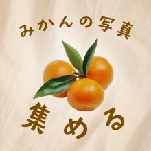 お正月に食べたみかんを集めてみた