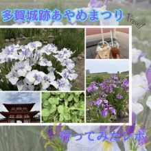 多賀城跡あやめまつりに行ってみたレポ
