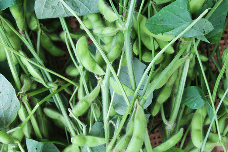 秘伝豆収穫体験