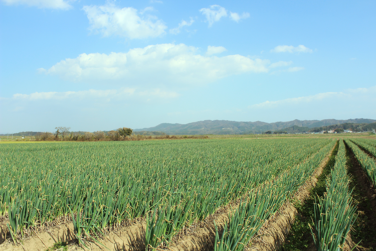 角田でねぎ収穫体験と歴史探訪ツアー
