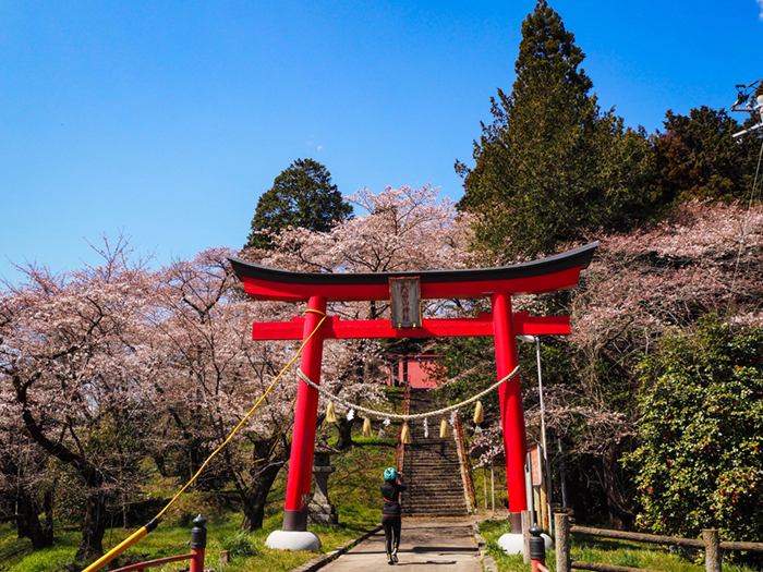 町内最古の『大高山神社』の桜