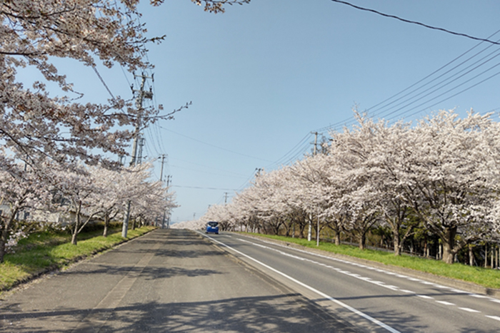 『船岡駐屯地』の桜並木