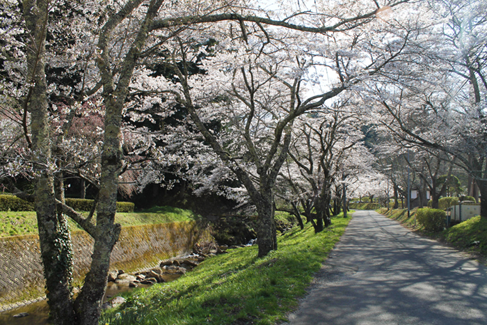 『高蔵寺』周辺の桜
