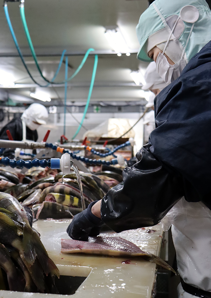 干物にする魚は、魚種の特徴や魚の個体差を考慮しながら職人が一匹ずつ手でさばいています。
