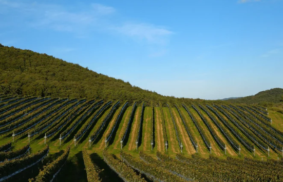 晴れの日のワイン畑