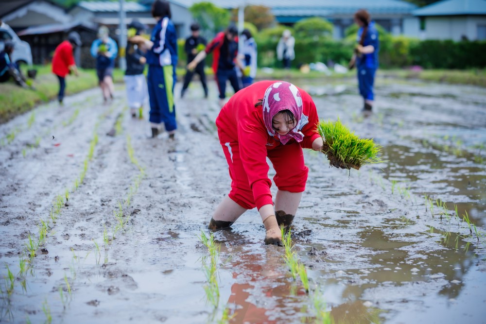 ひとめぼれの手植えを体験する参加者