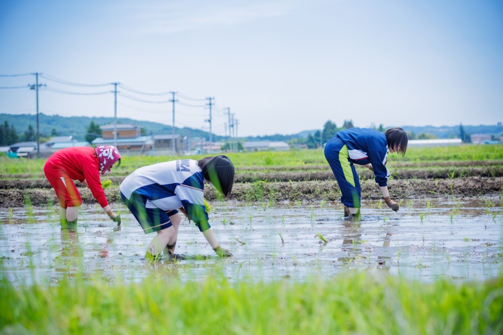ひとめぼれの手植えを体験する参加者