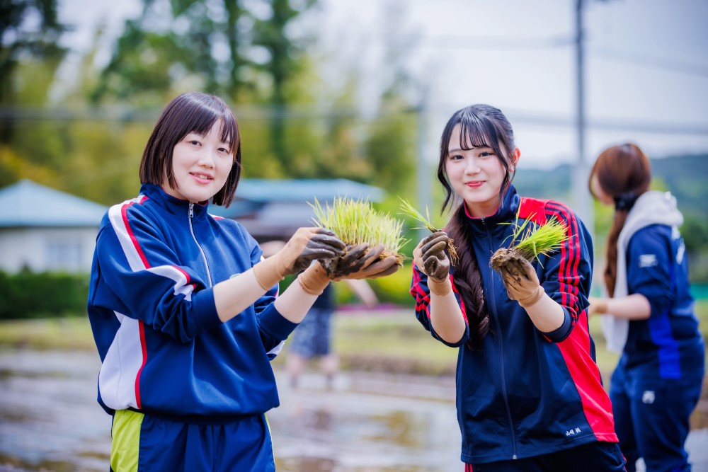 ひとめぼれの手植えを体験する参加者