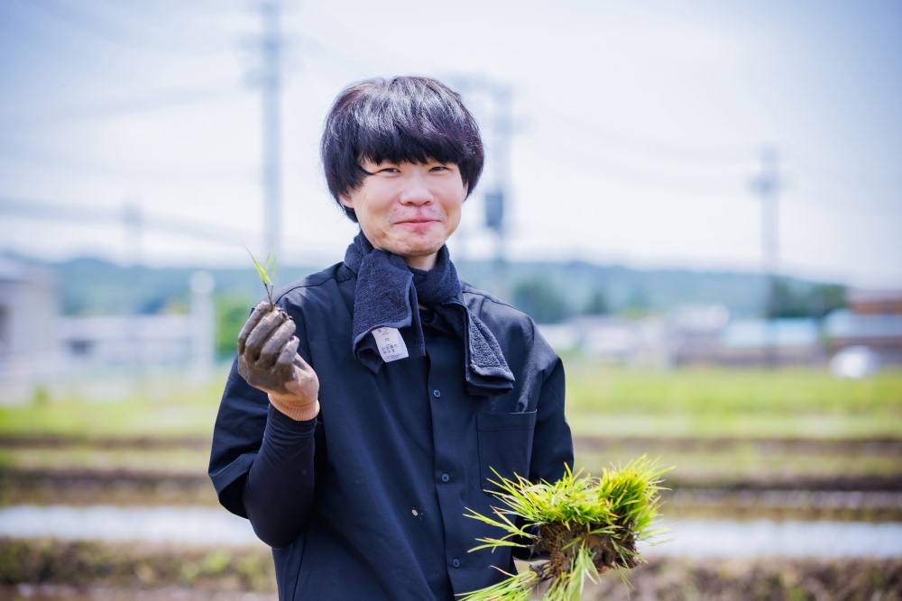 ひとめぼれの手植えを体験する参加者