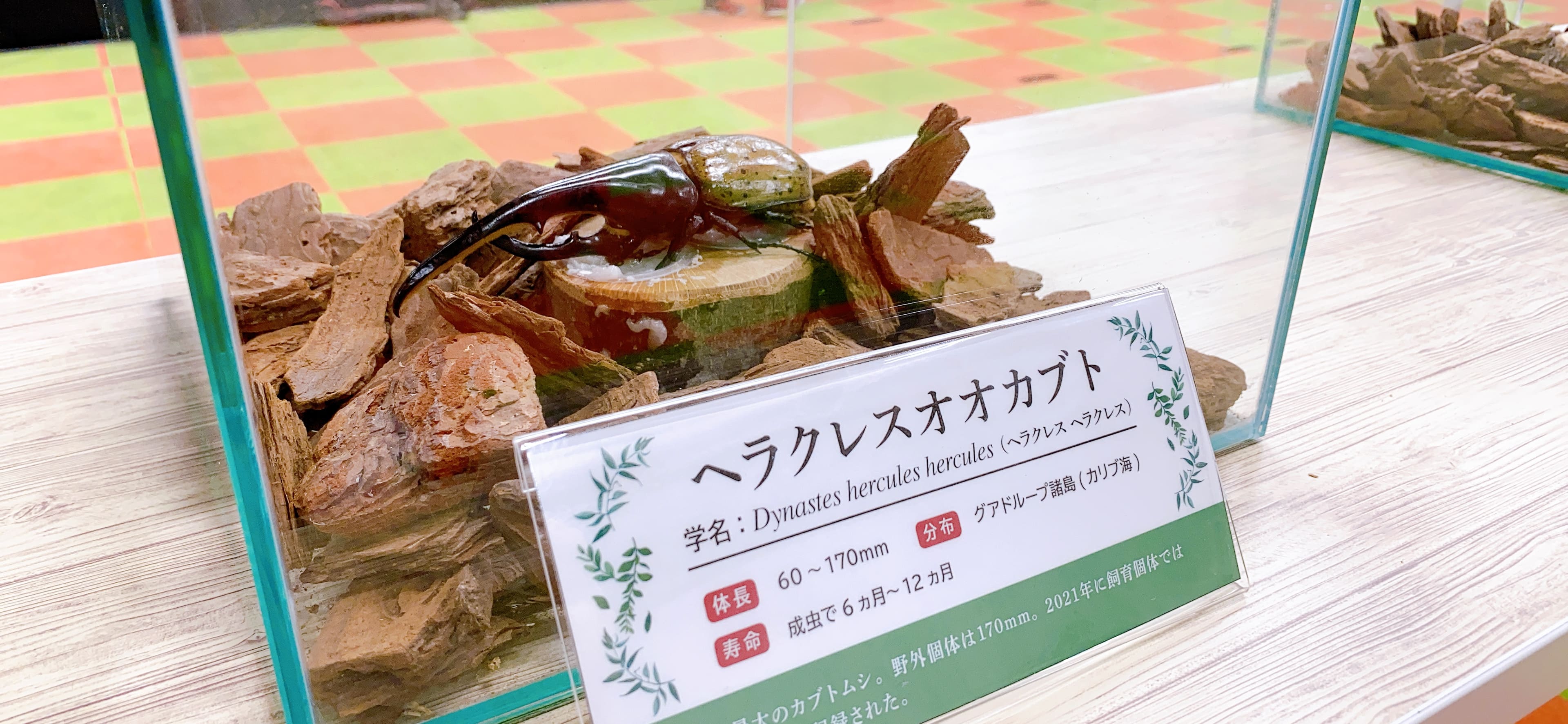 「Mr. CHEESECAKEエスパル仙台」