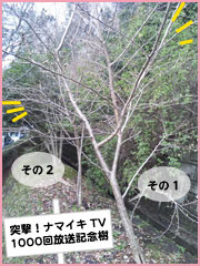 記念樹2